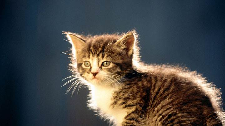 Sitting Pose Of Cat And Blue Background